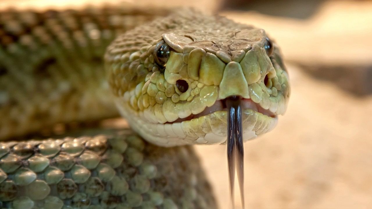 <div class="paragraphs"><p>A video of a snake hanging from an iron grip inside a coach of Jabalpur-Mumbai Garibrath Express has gone viral on social media.</p></div>